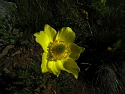 11 pulsatilla sulfurea...